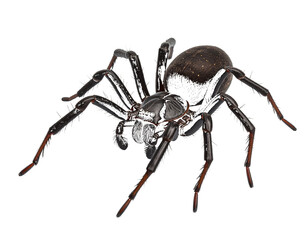 Large dark spider with hairy legs isolated on a transparent background arachnid insect