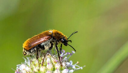 Bumble Bee-Like Beetle on White Flower