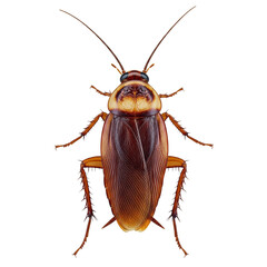 Detailed cockroach cutout isolated on clear transparent background Generative Ai.