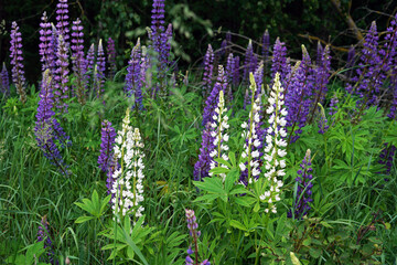 White and blue Lupinus flowers. A field of lupines.