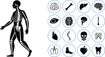 Black and White Human Anatomy Diagram Featuring Skeleton Silhouette and Twelve Medical Icons of Organs and Bones, Minimalist Vector Illustration for Educational and Healthcare Use