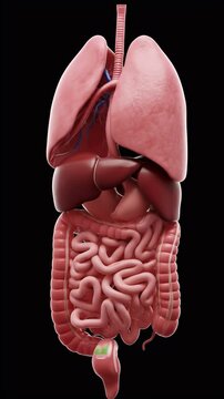 3d Internal Human Organ System Anatomy Medical Illustration