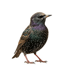 Elegant Flight: Common Starling (Sturnus vulgaris) in Detailed View (transparent background) Generative Ai.