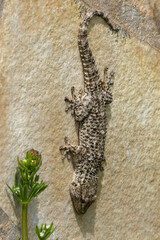 Ein kopfüber an einer senkrechten Wand klebender Mauergecko