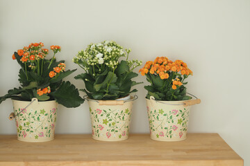 Colorful flower pots add charm to a cozy indoor space
