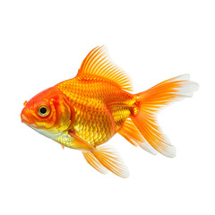 Goldfish isolated on transparent background, vibrant orange aquarium fish Generative Ai.