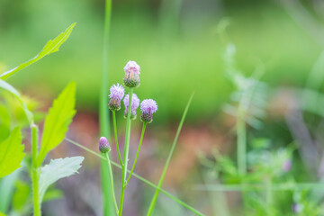 A purple Hemisteptia lyrata, also known as False Dandelion, found in a grassy lawn.