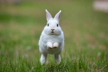 White bunny jumping toward camera through green grass. Playful and energetic wildlife moment in nature.