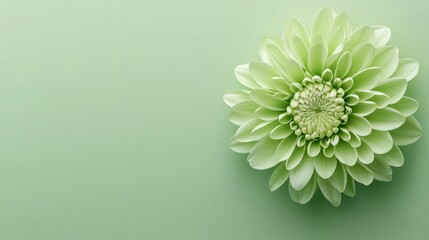 Soft green flower on pale green