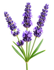Naklejka premium Single Lavender Stem with Blossoms, isolated on transparent background