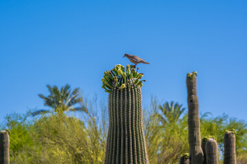 A White Winged Dove in Tucson, Arizona