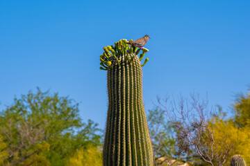 A White Winged Dove in Tucson, Arizona