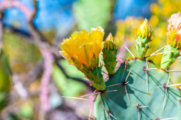 A flowering cactus in Tucson, Arizona