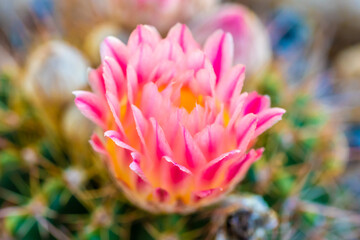 A flowering cactus in Tucson, Arizona