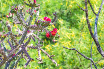 A flowering cactus in Tucson, Arizona