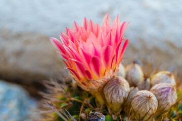 A flowering cactus in Tucson, Arizona