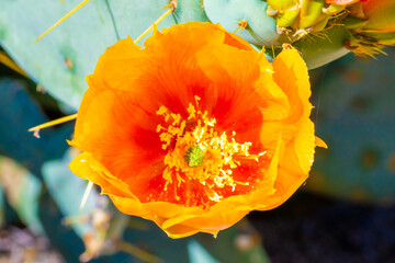 A flowering cactus in Tucson, Arizona