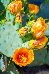 A flowering cactus in Tucson, Arizona