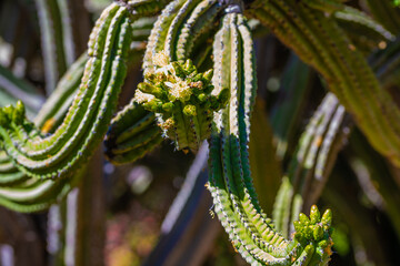 A flowering cactus in Tucson, Arizona