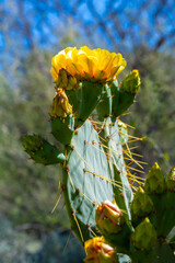 A flowering cactus in Tucson, Arizona