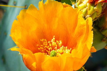 A flowering cactus in Tucson, Arizona
