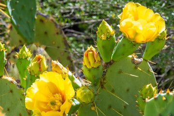 A flowering cactus in Tucson, Arizona