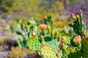 A flowering cactus in Tucson, Arizona