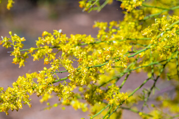 A flowering plants in Tucson, Arizona