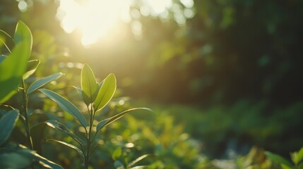 Lush tropical jungle scene with sunlight filtering through vibrant green foliage, small stream, soft natural light, blurred forest background, copy space