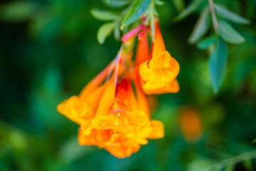 A flowering plants in Tucson, Arizona