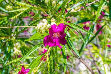 A flowering plants in Tucson, Arizona