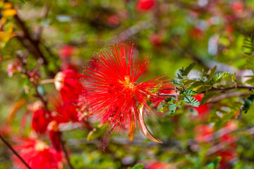 A flowering plants in Tucson, Arizona