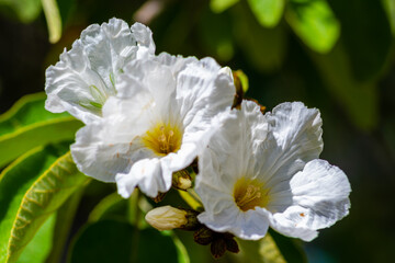 A flowering plants in Tucson, Arizona