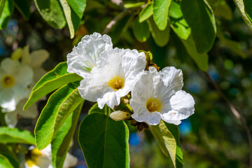 A flowering plants in Tucson, Arizona