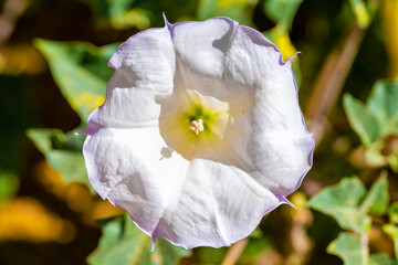 A flowering plants in Tucson, Arizona