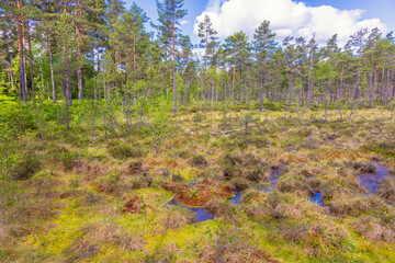 Peat bog in a forest with pine and birch trees and water puddles