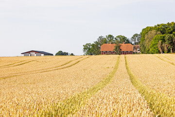 Cereal field in the countryside with a red barn a beautiful sunny summer day