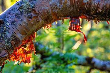 Backlight Birch bark on a tree branch in a forest