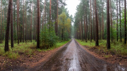 Moody wet forest road lined with tall pine trees, glistening raindrops on asphalt, mist rising in the distance, atmospheric and serene outdoor scene