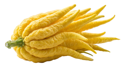 Buddhas hand citron citrus fruit exotic asian fruit healthy food ingredient fresh produce culinary ingredient