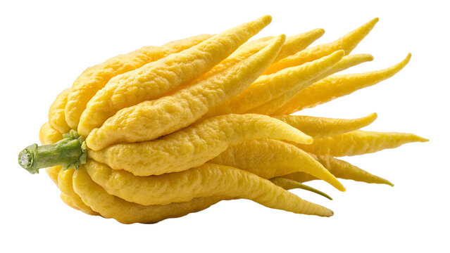 Buddhas hand citron citrus fruit exotic asian fruit healthy food ingredient fresh produce culinary ingredient