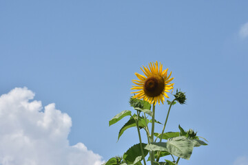 夏の空に咲く向日葵