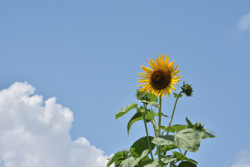 夏の空に咲く向日葵