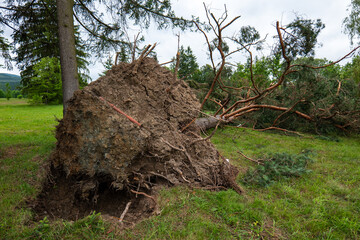 Fallen pine trees after a severe downburst on July 7, 2025, in a park in Svidník, Slovakia....