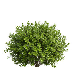 Obraz premium A green bush isolated on transparent background