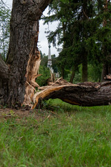Detail of broken tree trunk after windstorm in city park in Svidn&iacute;k, Slovakia. Fallen wood with memorial in background, July 7, 2025.
