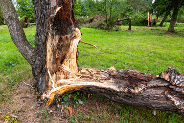 Broken pine tree trunk after a downburst on July 7, 2025, in a park in Svidník, Slovakia. The tree...