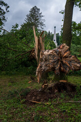 Fototapeta premium Uniquely broken oak trunk after a powerful downburst on July 7, 2025, in a park in Svidník, Slovakia. Splintered wood with a war memorial in the background.