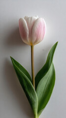 Fototapeta premium Natural zen elements collection for peaceful wellness applications