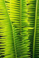 Fern abstract showing the pattern of leaves and stems with curving symmetrical almost ladder like patterns_20101218_05626.